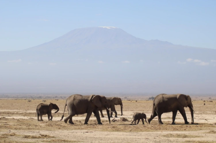 What Currency Does Kenya Use? A Traveller's Guide
